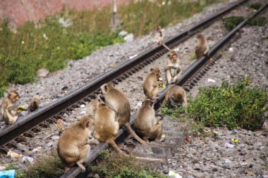 Maymunlar gezegeni - Tayland 'ın Lopburi kentindeki bir demiryolu istasyonunda oturan büyük bir maymun grubu (Macaca fascicularis)