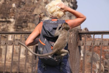 LOPBURI, THAILAND - 9 HAZİRAN 2019: Güneş gözlüğünü çalan maymunların saldırısına uğrayan Turist Kadın