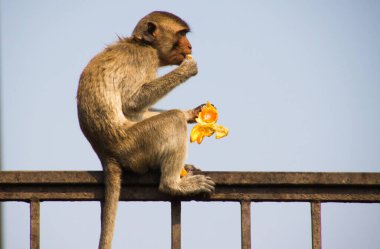 İzole edilmiş maymun (yengeç yiyen macaque, Macaca fascicularis) çitin üzerinde oturmuş Lopburi, Tayland 'da mandalina yerken yan görünümü