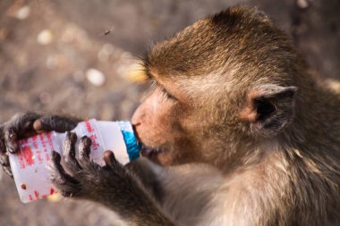 Yengeç yiyen macaque (Macaca fascicularis) Tayland 'ın kuzeyinde Lopburi maymun kasabasında plastik şişeden yoğurt içiyor.