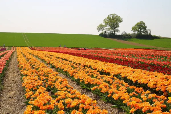 View over rows of yellow orange rows of tulips on green hill with trees of german cultivation farm, Grevenbroich, Germany