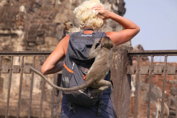 Lopburi Thailand January 2019 Tourist Woman Attacked Monkeys Stealing Her — Stock Photo, Image