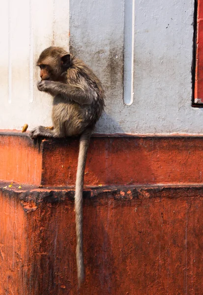 Young isolated monkey (crab eating macaque, Macaca fascicularis) with long tail sitting on a jut of a house wall in Lopburi, Thailand