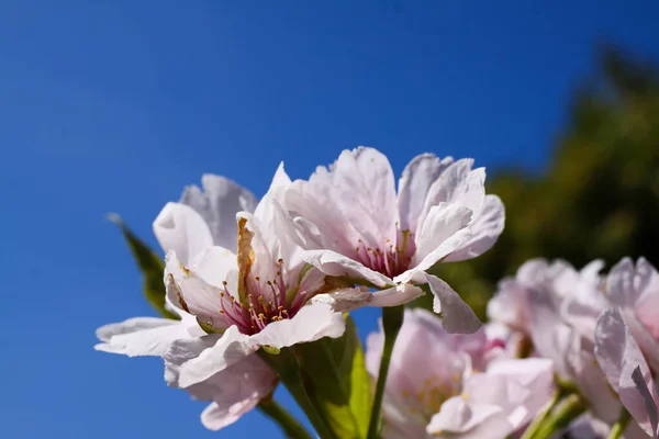 樱桃树 Prunus Serrulata 与蓝天相映成趣的低角度景观及宏观特写 — 图库照片