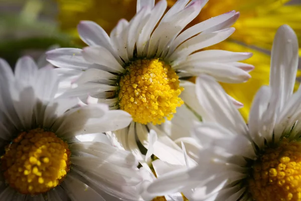 Macro Close White Daisy Bellis Perennis Flowerhead Foco Pólen Amarelo — Fotografia de Stock