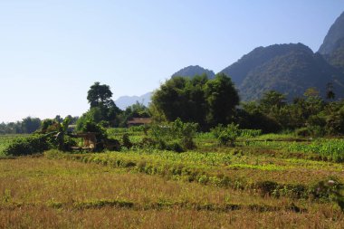 Kırsal alanda ekin tarlaları ve karst dağları - Vang Vieng, Laos