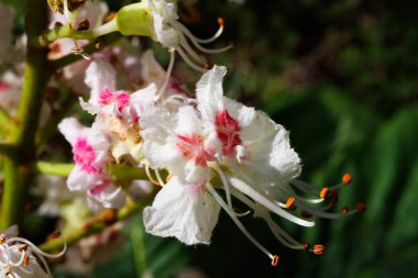 Baharda, at kestanesi ağacının (Aesculus hippocastanum) izole edilmiş pembe, beyaz, sarı çiçeklerinin makro yakın çekimi - Almanya