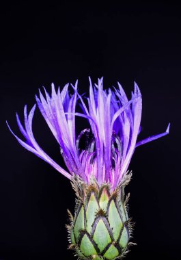 İzole edilmiş mor mısır çiçeğinin (centaurea siyanus) başlığı tomurcuğa (tomurcuğa odaklanma) ve siyah arkaplana yakın çekim makrosu