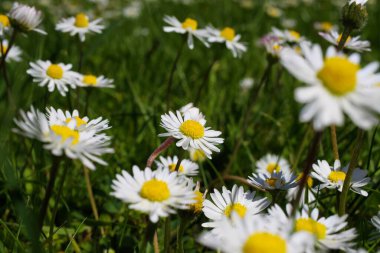 Baharda yeşil çayırlarda beyaz papatya çiçeklerine (bellis perennis) Makro yakın plan - Almanya