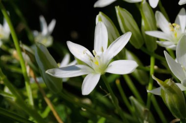 Baharda yeşil çayırlarda tomurcukları olan yabani beyaz çiçekleri 