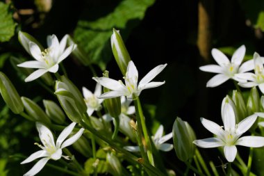 Baharda yeşil çayırlarda tomurcukları olan yabani beyaz çiçekleri 