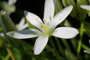 Macro close up of wild isolated white flower 