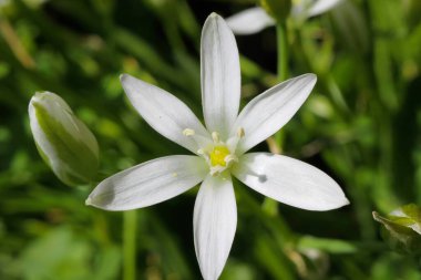 Baharda yeşil çayırlarda sarı polenler bulunan yabani beyaz çiçek 