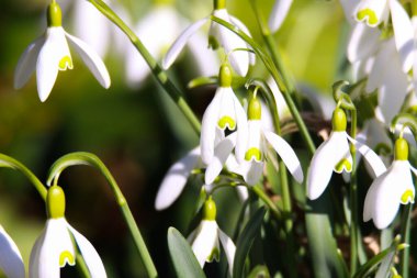 Beyaz çiçek açan kar damlaları (Galanthus nivalis) ilkbaharı duyurur