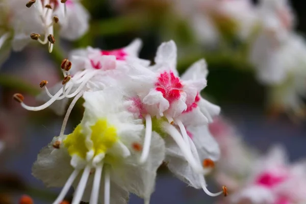 Makroaufnahme Isolierter Rosa Weißer Gelber Blüten Der Rosskastanie Aesculus Hippocastanum — Stockfoto