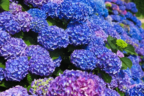 Κοντινό Πλάνο Του Μπλε Και Μοβ Λουλούδια Ανθισμένα Ορτένσια Ολλανδία — Φωτογραφία Αρχείου