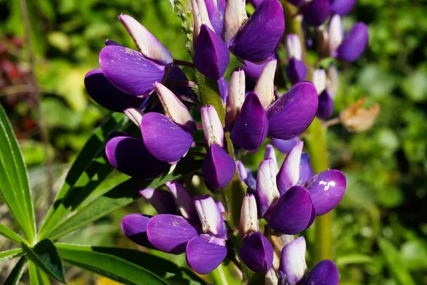 Macro Close Van Paars Geïsoleerde Bloem Hoofd Van Lupine Lupinus — Stockfoto