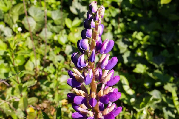 Makro Zbliżenie Fioletowy Pojedynczy Kwiat Głowa Łubin Łubin Wiosną Niemcy — Zdjęcie stockowe