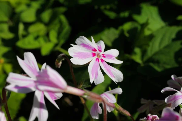 Macro Primer Plano Aislado Blanco Rosa Púrpura Flor Cabeza Caramelo —  Fotos de Stock