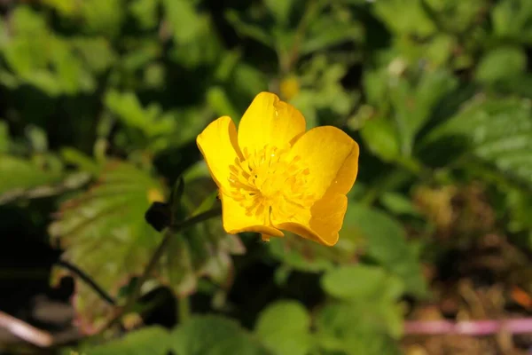 Macro Primer Plano Cabeza Flor Amarilla Aislada Buttercup Ranunculus Primavera — Foto de Stock