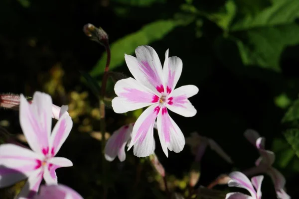 Macro Primer Plano Aislado Blanco Rosa Púrpura Flor Cabeza Caramelo —  Fotos de Stock