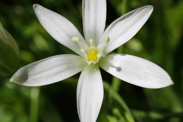 코로는 초원에서 노란색 꽃가루를 외진흰 베들레헴의 Ornithogalum Umbellatum 가까이 바라본다 — 스톡 사진