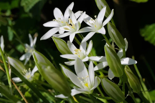 Macro Primer Plano Flores Blancas Aisladas Silvestres Estrella Belén Ornithogalum —  Fotos de Stock