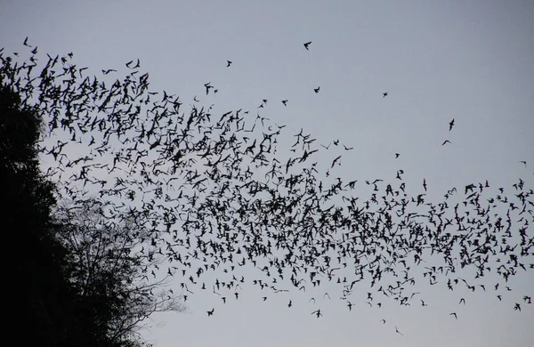 Battambong Bat Cave, Banan, Cambodia: Countless Bats swarming out in the evening dusk sky