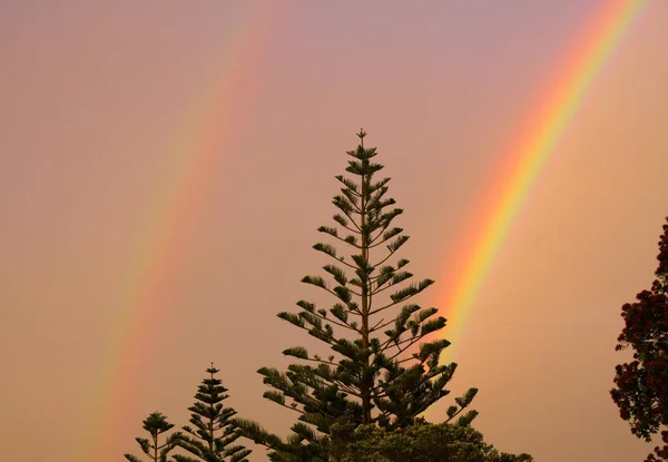 ニュージーランドの暗いぼやけた輝く空と日没の間に二重虹とノーフォークパインツリー アラウカリアヘテロフィラ の黒いシルエット — ストック写真