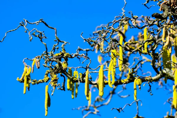 Yellow Catkins Crooked Bare Branches Covered Orange Lichen Xanthoria Parietina — Stock Photo, Image