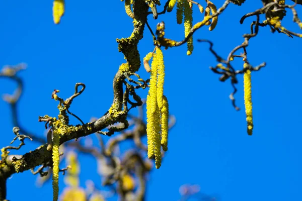 Yellow Catkins Crooked Bare Branches Covered Orange Lichen Xanthoria Parietina — Stock Photo, Image