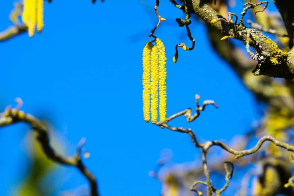 Low Angle View Yellow Catkins Crooked Bare Branches Covered Orange — Stock Photo, Image