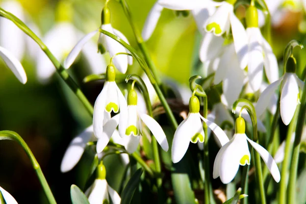 White Blooming Snowdrops Galanthus Nivalis Announce Spring — Stock Photo, Image