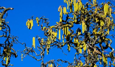 Eski fındık ağacının (Corylus avellana) turuncu liken (Xanthoria parietina) ile kaplanmış eğri dalları üzerinde sarı catkins düşük açılı görünüm ilkbahar duyurusu