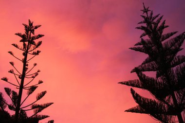 Siyah Norfolk Çam Ağacı silueti (Araucaria heterophylla) taç Yeni Zelanda 'da günbatımında pembe ve kırmızı yanan gökyüzü ile çelişiyor