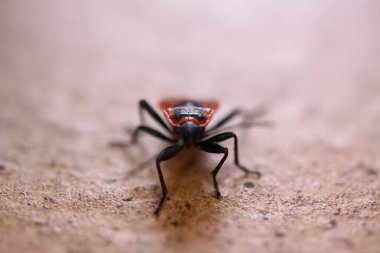 İzole edilmiş kundakçının (pyrrhocoris apterus) makro yakın çekimi - Almanya