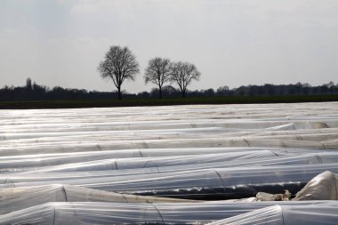 İlkbaharda donmuş plastikle korunan kuşkonmaz tarlası Roermond, Hollanda