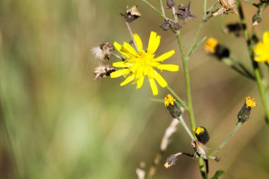 Kuruyan karahindiba çiçeği (Leontodon) ve sonbaharda son sarı çiçekler - Viersen, Almanya