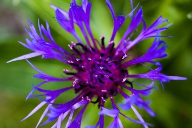 Mor kareli knapweed 'in (centaurea tropikal) bulanık yeşil arkaplan (pedisellerin tepelerine odaklan) makro görüntüsü)
