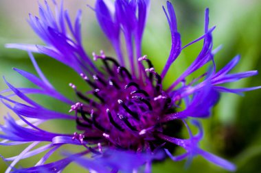 Mor kareli knapweed 'in (centaurea tropikal) bulanık yeşil arkaplan (pedisellerin tepelerine odaklan) makro görüntüsü)