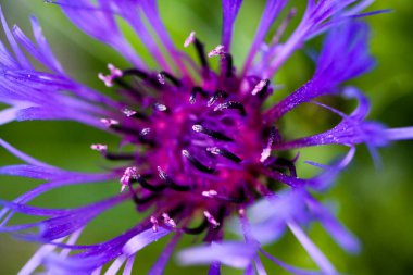 Mor kareli knapweed 'in (centaurea tropikal) bulanık yeşil arkaplan (pedisellerin tepelerine odaklan) makro görüntüsü)