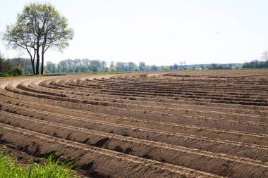Hollanda 'da Roermond yakınlarındaki simetrik kavisli tarlaları olan sürülen tarlalara bak