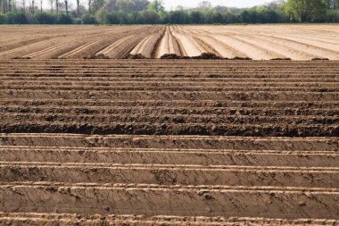 Hollanda 'da Roermond yakınlarındaki simetrik dikey ve yatay çizgilerle sürülmüş tarla arazisine bak