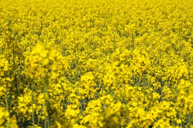 Hollanda 'da Roermond yakınlarındaki sınırsız tecavüz tohumu tarlasına bakın.