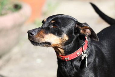 Almanya 'daki şirin Pinscher minyatürüne yaklaş.