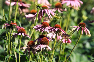 Parlak sonbahar güneşi ve bulanık yeşil arka planda kaybolmadan önce pembe ekinezya purpurea çiçeklerini kapat - Roermond, Hollanda