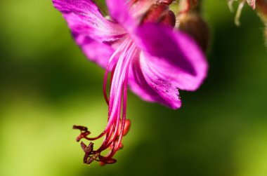 Kapalı tomurcuklar ve yeşil bulanık arkaplan ile pembe bigroot sardunya (makro) çiçeği Makro yakın çekim