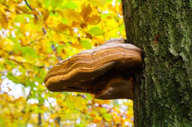 Kuşaklı huş ağacı poliporu (piptoporus betulinus formitopsis betulina), bulanık sarı yapraklı ölü ağaç kabuğunda yetişir - Viersen, Almanya