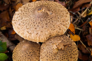 Alman ormanlarında kahverengi yapraklı üç şemsiye mantarı (Macrolepiota procera) grubuna bakın