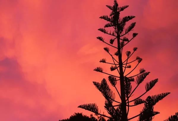 ニュージーランドの日没時にピンクと赤の燃える空と対照的に黒いノーフォーク松の木のシルエット アラウカリア異形の — ストック写真